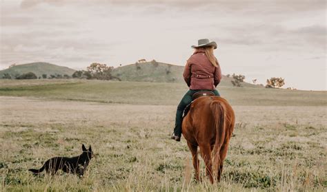 Working dogs – a farm's best friend and tireless workers