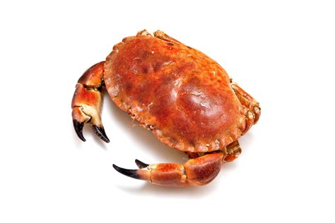 Brown Crab (Cancer Pagurus) - Ideal Foods Ltd