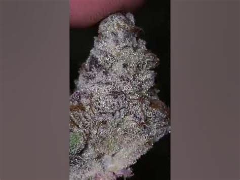 Dante’s inferno strain - ( oreoz x devil driver ) - YouTube