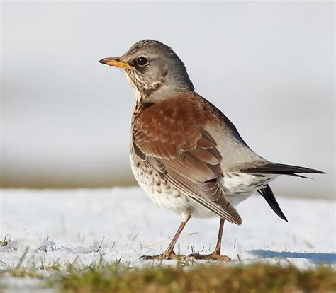 Winter thrush survey - BirdGuides