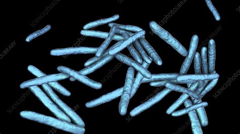 Leprosy bacteria, illustration - Stock Image - F027/7605 - Science Photo Library