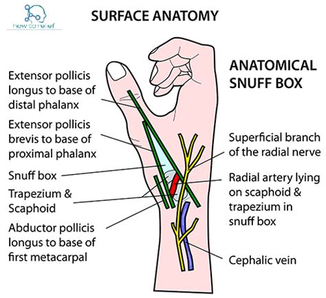 Anatomical Snuffbox Content & Boundaries » How To Relief