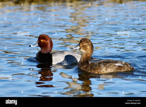 Redhead Duck Drake and Hen on Pond in Southern Indiana Stock Photo - Alamy