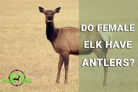 Do Female Elk Have Antlers? [Secret Infos Explored]