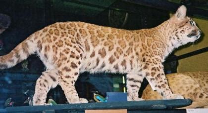 PUMAPARD & PUMA/JAGUAR HYBRIDS