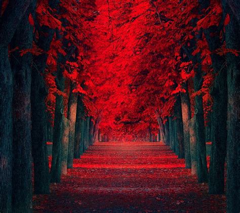 Love way, background, beauty, nature, red, romance, HD wallpaper | Peakpx