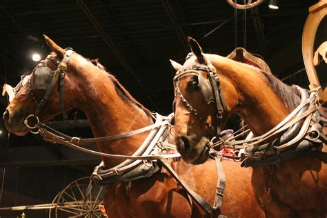 Kentucky Horse Park - Horse Museum | uptonia | Flickr