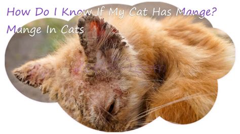 11 Most Common Cat Skin Problems Scabs Allergies - Kotikmeow