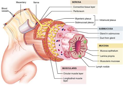 Anatomy of the Digestive System | Basicmedical Key