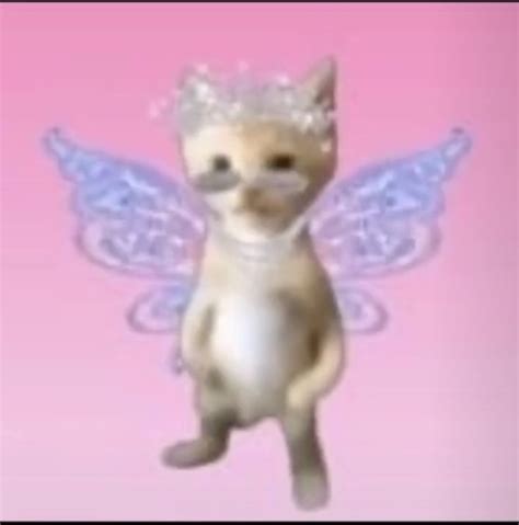 fairy kitten | Cute memes, Kitty, Meme faces