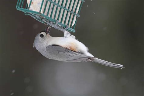 Bird Suet Recipes: Treat Your Birds to a High-Energy Meal