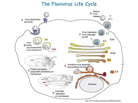 Infection Landscapes: Yellow Fever