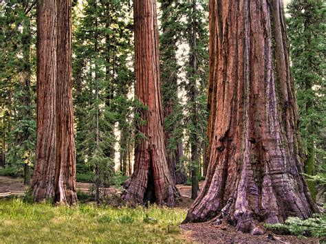 Sequoia trees - Yosemite National Park - California | Flickr - Photo Sharing!