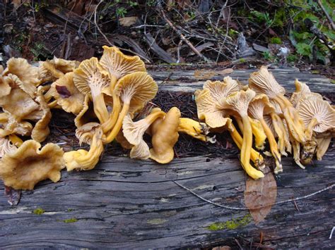 Foraging for Yellowfoot Chanterelles