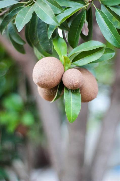 Sapota fruit on tree stock photo. Image of brown, plant - 108322614