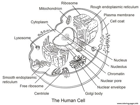 Human Cell Coloring page Printable