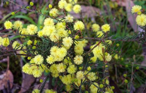 How to Successfully Grow Acacias: A Field Guide to Planting, Care, and Design on Gardenista