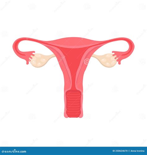 Anatomy of the Female Reproductive System. Diagram of the Location of ...