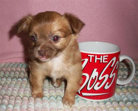 Red Long Haired Chihuahua | Female Long-Haired Red Chihuahua Puppy**** | Chihuahua puppies ...