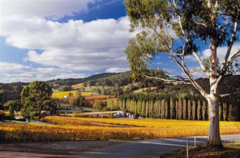 Adelaide Hills: regional overview and top-scoring wines - Decanter