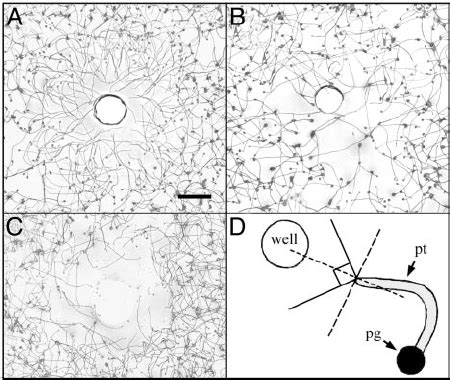 Chemotropism assay in a fi eld of lily pollen. ( A ) SPs. ( B ) BSA. (... | Download Scientific ...