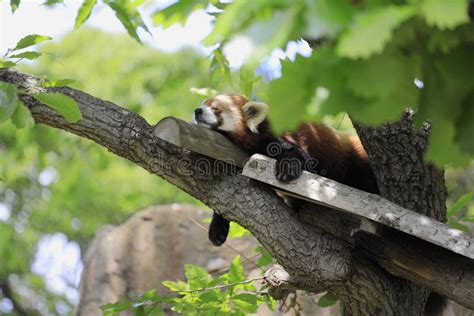 Sleeping red panda stock image. Image of expression - 219414805