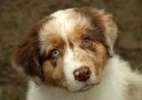 Australian Shepherd Red Puppy Free Stock Photo - Public Domain Pictures