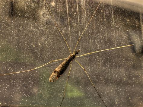 Long Legged Bug Free Stock Photo - Public Domain Pictures