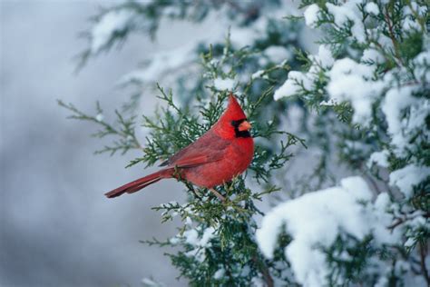 Wild Profile: Meet the Northern cardinal - Cottage Life