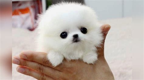 The SMALLEST DOG BREEDS in the World - YouTube