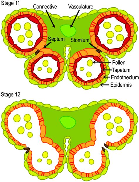 Schematic representation of Arabidopsis anther cross-sections at stages... | Download Scientific ...