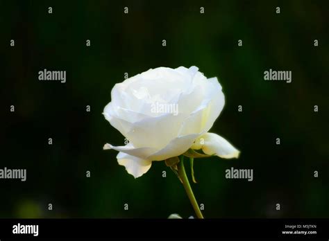 Rose Garden, Ooty Stock Photo - Alamy