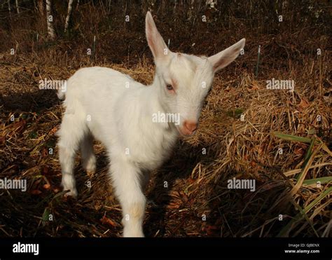 Saanen goat hi-res stock photography and images - Alamy