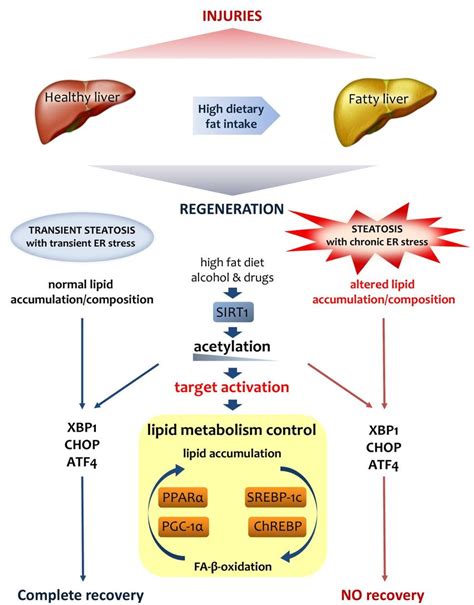 Lipid metabolism is crucial for liver regeneration. Fatty liver has an... | Download Scientific ...