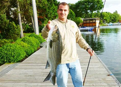 17 Best Hybrid Striped Bass Lures | By Captain Cody