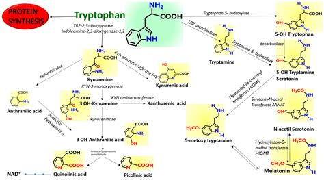 Molecules | Free Full-Text | LC-MS/MS-Based Profiling of Tryptophan ...