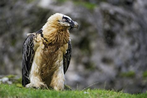 30 Bearded Vulture Facts: Bone-Eating Bird of Prey - Facts.net