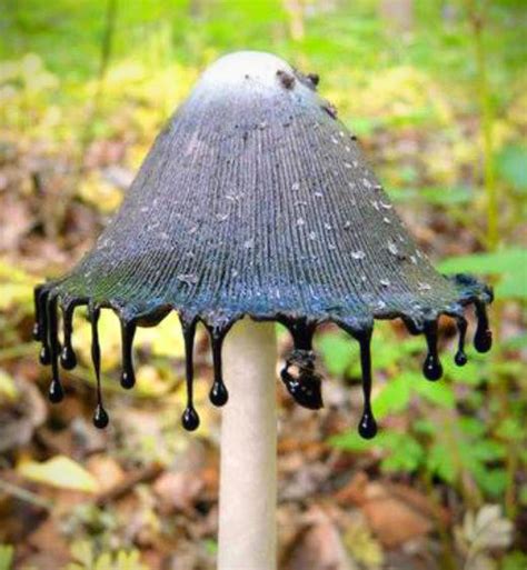 Mushroom That Looks Like It's Dripping Ink and 17 More Bizarre Examples ...