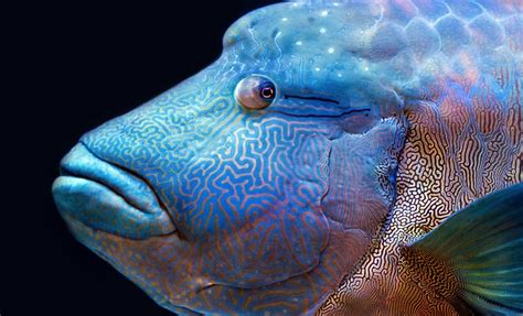 Interesting Facts About the Humphead Wrasse | Slightly Blue