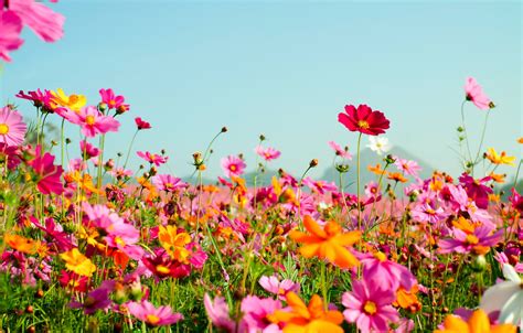 Summer Field Wallpaper 1332x850 57019 - Baltana