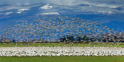 Snow Geese Skagit Valley Washington - Alan Crowe Photography