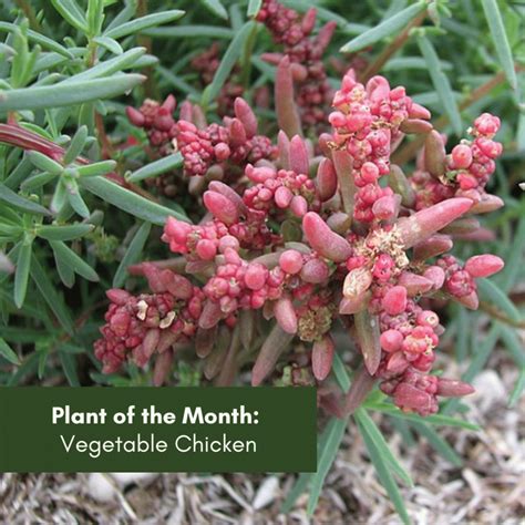 Plant of the Month: Vegetable Chicken - Hunter Region Landcare Network