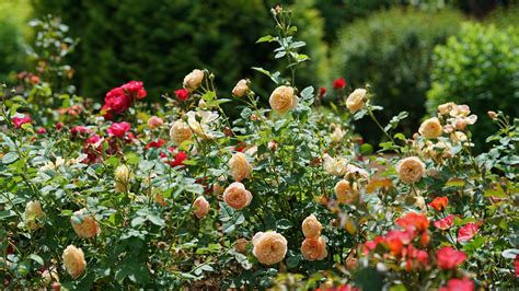 How To Prune Roses: Easy 5-Step Guide