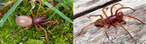 21 Most Common SPIDERS in Washington (state) - Bird Watching HQ