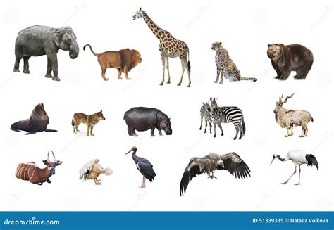 A collage of wild animals stock image. Image of background - 51339335