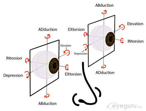 Extraocular movements explained - EyeGuru