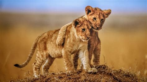 Free photo: Lion Cubs - Animal, Brown, Cubs - Free Download - Jooinn