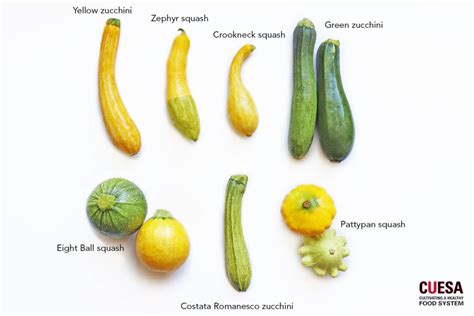 Zucchini and Beyond: A Farmers Market Guide to Summer Squash | KQED