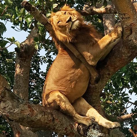 Activities in Queen Elizabeth National Park Uganda