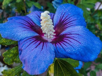 Information On Planting Blue Hibiscus - Growing Blue Hibiscus Flowers